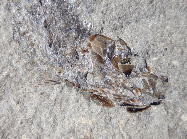 Leptolepis bronni AGASSIZ 1833 - Bild © FossNet FossilienStore